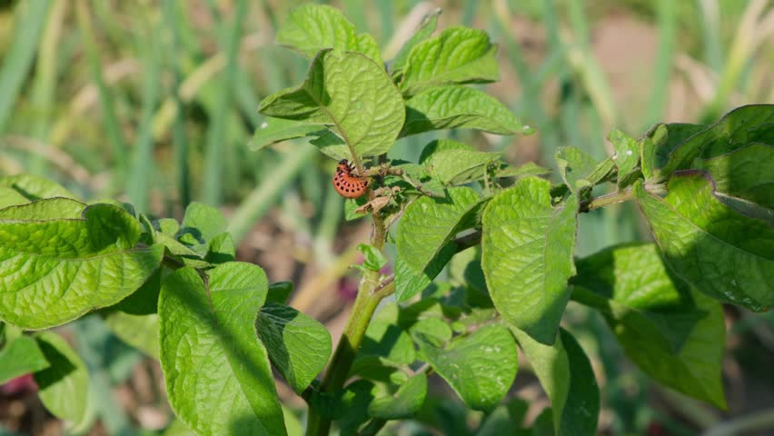 Big colorado potato beetle maggot eats potato leaves. Potato bug larva feeding on leaves of organic potato plants. 