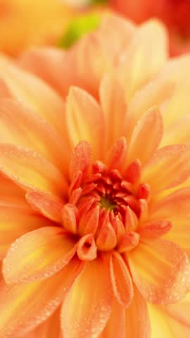 Autumn garden colorful flowers. Beautiful autumnal bouquet dahlia chrysanthemum. Red pink orange fall color fall floral background. Flower shop and florist design concept
