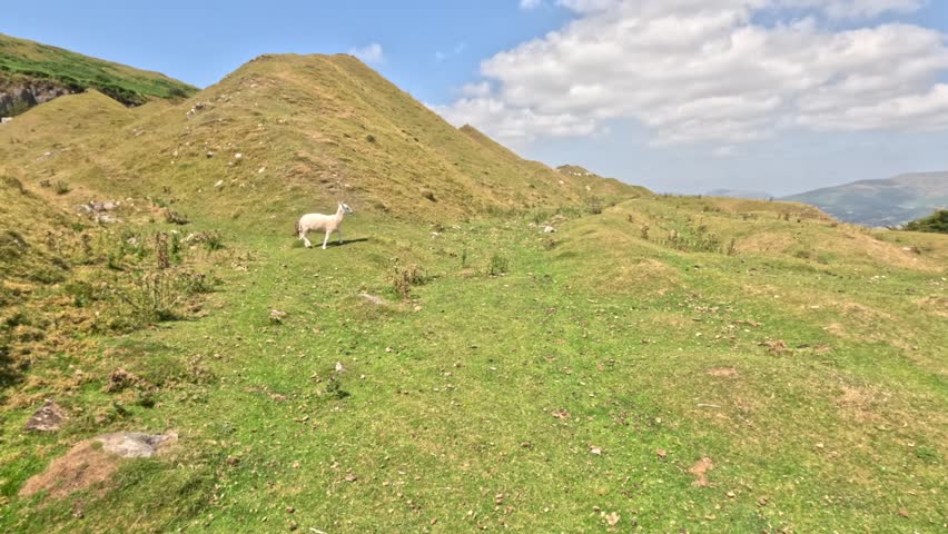 Group of Sheep walking in Bannau Brycheiniog National Park, near Crickhowell and Abergavenny, south wales, UK