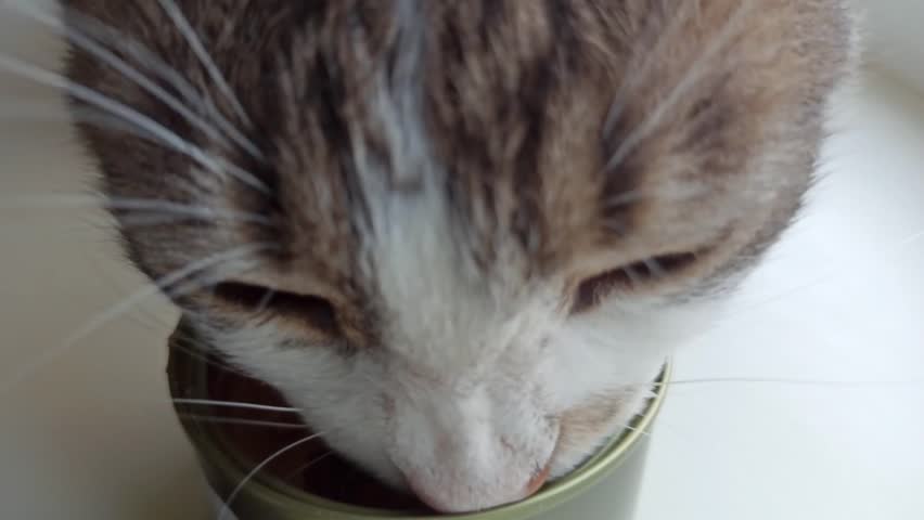 Striped tabby cat eating wet pate from a metal can on a white windowsill. Closeup of cat's face enjoying tasty food. Real indoor feeding moment with natural light.