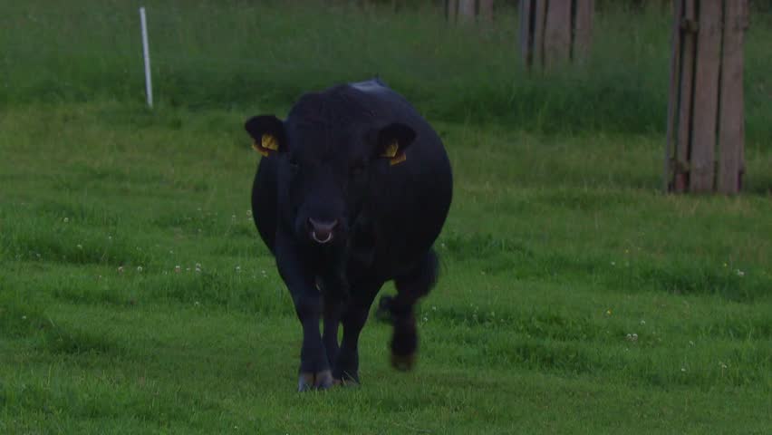 Massive Presence-Bull Walks Straight to the Camera