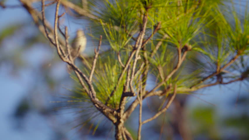 Small Bird Perched on Pine Tree Branch in Florida Forest
