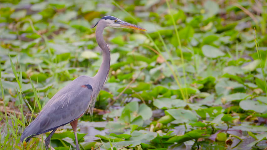 Great Blue Heron Standing Still Among Florida Wetland Vegetation
