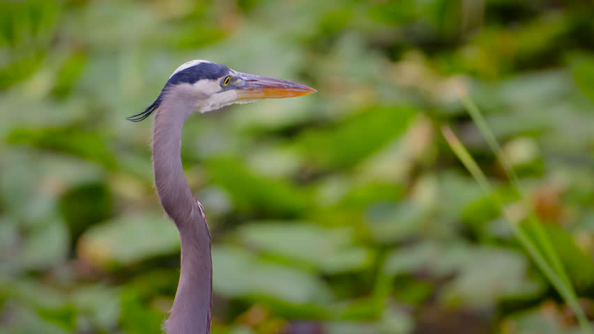 Close-Up of Great Blue Heron Head in Florida Wetland Vegetation
