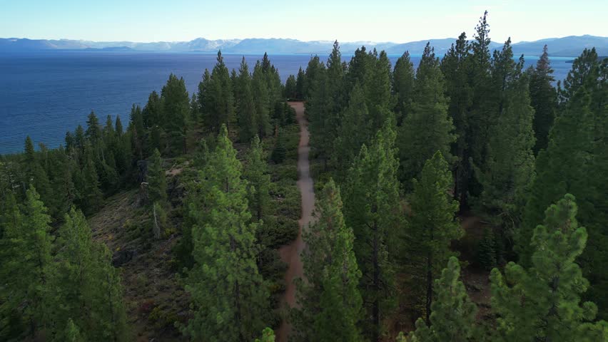 Aerial lock down to pine forest in California, Lake Taho mountain area