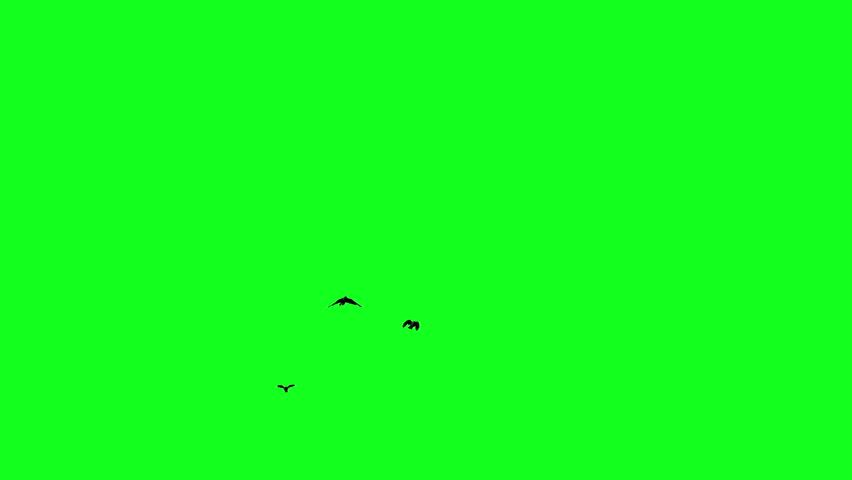 Three black birds flies from afar into the camera, a group of crows chroma key green screen. Silhouettes of Migrating Birds in motion far in the sky. For compositing VFX