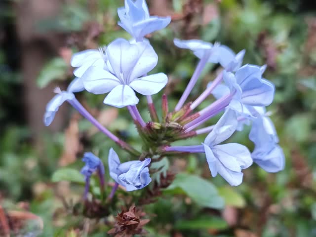 Plumbago auriculata flowers, very beautiful purple flowers, beautiful flowers