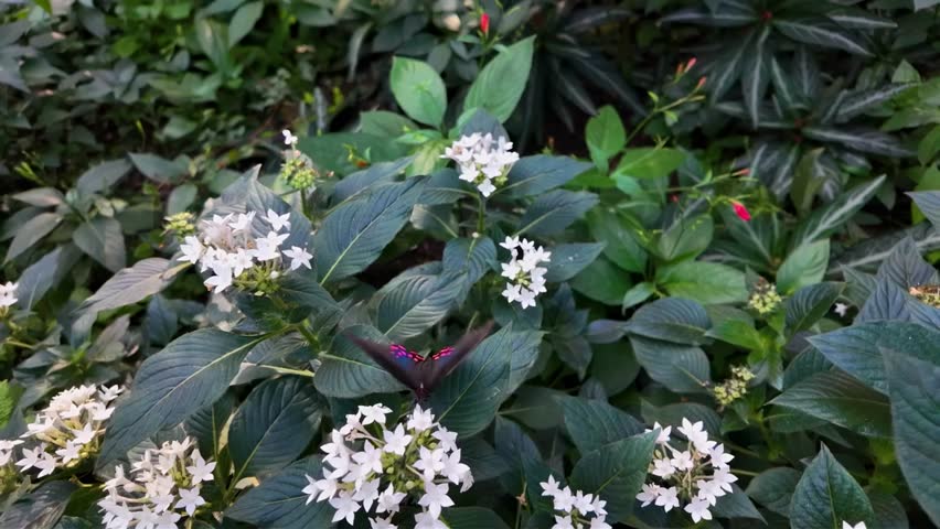 Close up of mormon butterfly in very slow motion 240 4K Resolution