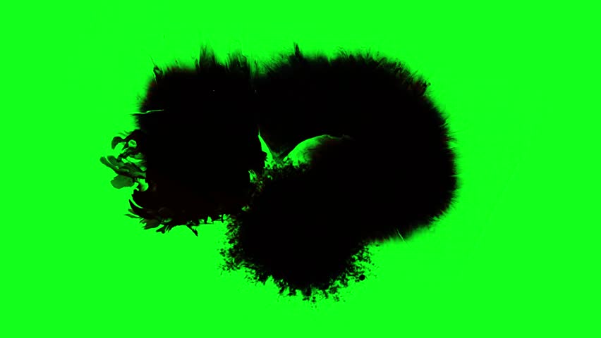 Black ink splashing on green screen background. Black Abstract Form on Green Screen – Organic Texture Element. Ink spreading video transition on green background.