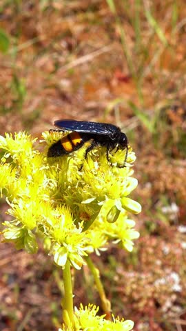 Scolia hirta, medium-sized wild wasp collecting nectar on flowers in the garden, Ukraine