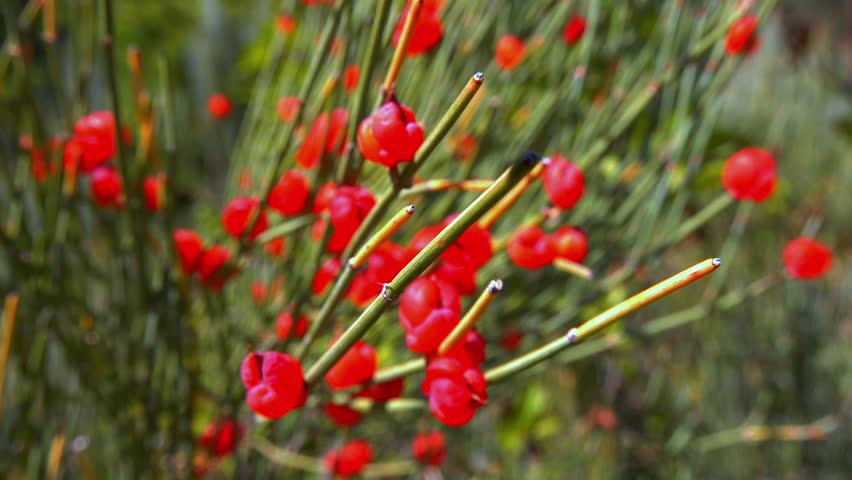 Red tasty edible fruits of Ephedra arborescens in the garden.