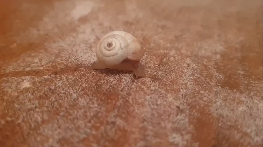Small snail slowly crawling across a wooden surface, showcasing detailed movement, textured shell, and soft lighting. Ideal for themes of nature, patience, ecology, wildlife, and slow-paced life.