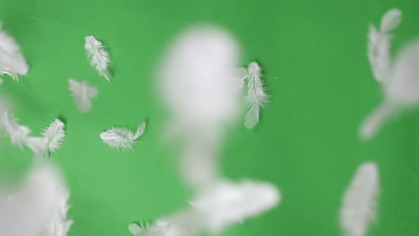 The top shot of white bird feathers falling onto a green surface creates a soft and elegant aesthetic. Mock up, chroma key.