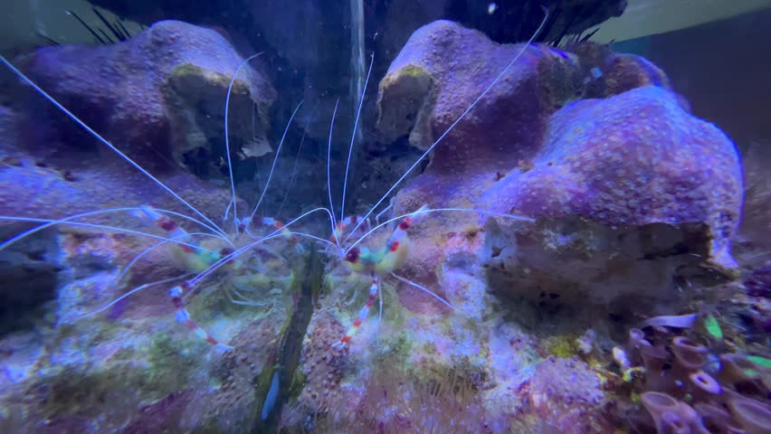 Banded Coral Shrimp Stenopus hispidus is a shrimp-like decapod crustacean belonging to the infraorder Stenopodidea.