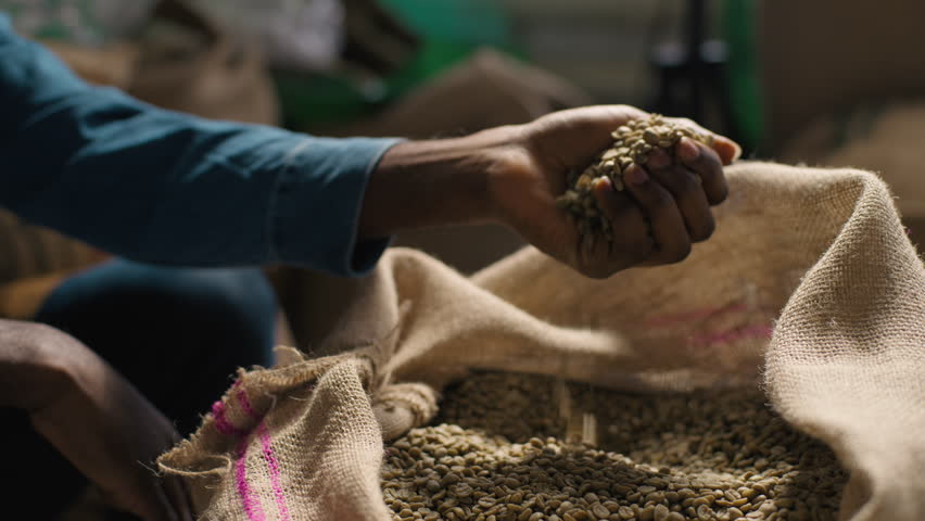 Unrecognizable ethnic African American coffee factory man small business owner male hands arm scoop raw green beans sack inspecting texture ingredient agriculture flavor quality barista indoor storage