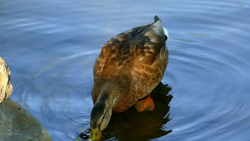 Wild duck mallard swimming in polluted water