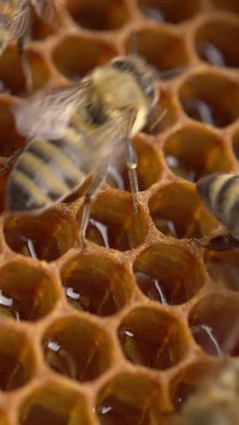 Bee colony. Honey hive. Beekeeping, Honey bees closeup