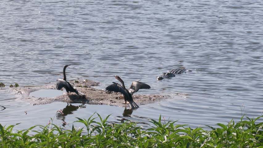  Alligator and Anhinga Birds in Florida Wetland