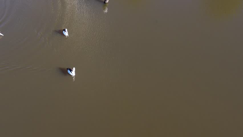 Aerial footage captures a group of Australian pelicans swimming and interacting on a brown lake, with natural sunlight and calm water ripples