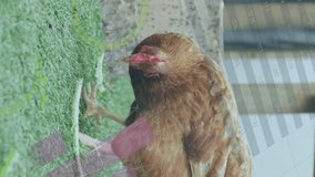 Animation of data processing over chicken on grass. Animal, digital interface and data processing concept digitally generated image. - Powered by Shutterstock - Get 15% off with code: PIKWIZARD15
