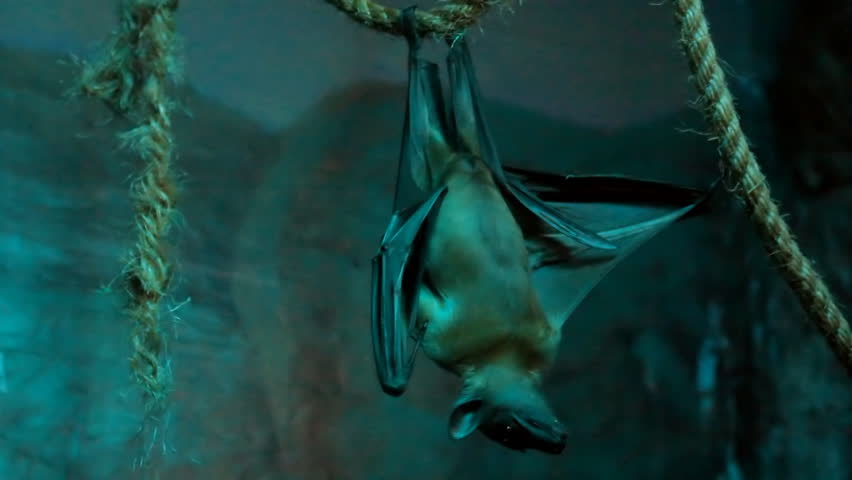 Fruit Bat 3. A fruit bat hanging upside down and stretching his wing in a dark