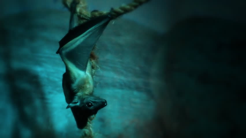 Fruit Bat 2. A fruit bat hanging upside down in a dark cavern, crawls away.