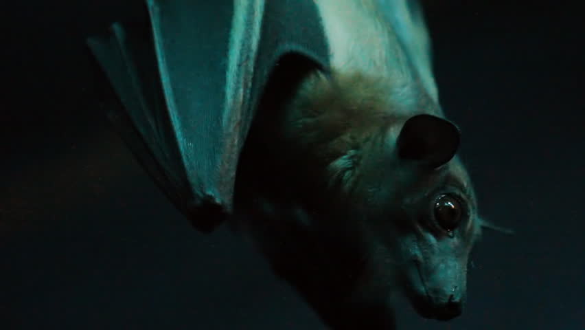 Fruit Bat 1. A fruit bat hanging upside down in a dark cavern, and flying away.