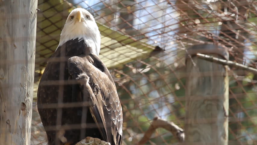 Bald Eagle. A bald eagle in a cage at the Toronto Zoo.