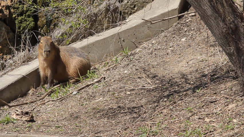Capybara. A capybara, the largest rodent in the world, at the Toronto Zoo.