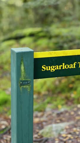 Camera smoothly pans across a green and yellow Sugarloaf Track signpost in a vibrant, mossy New Zealand rainforest with soft natural daylight