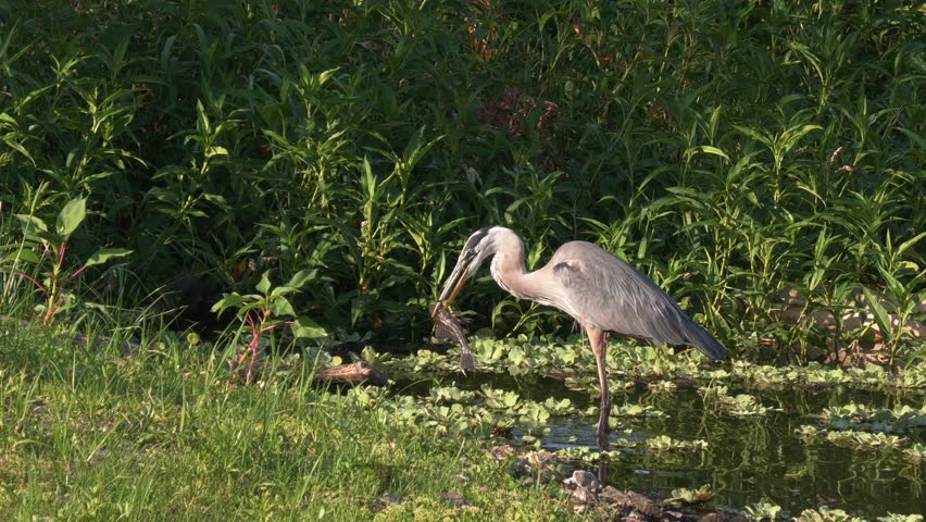  Great Blue Heron Feeds on armored catfish 
