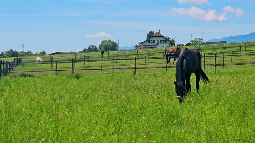 Horse eating grass in the idyllic green fields of Switzerland