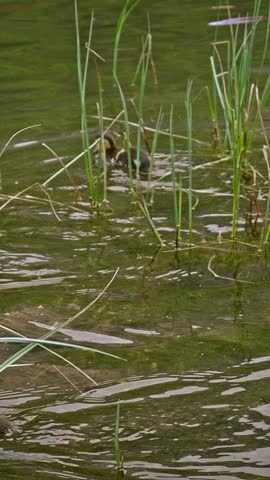 Brood of Ducklings swimming through lake reed grass habitat.VERTICAL