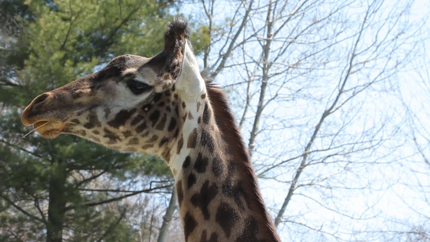 Giraffe 2. A giraffe chewing some food at the Toronto Zoo.
