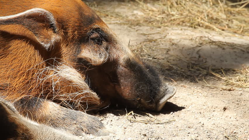 Red River Hog 2. Red river hogs, or bush pigs, resting at the Toronto Zoo.