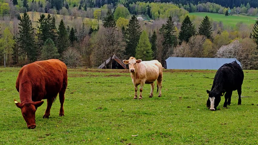 Cows on a green spring pasture.Farm animal husbandry. Breeding and raising cows. Cows are chewing green grass.Dairy organic production. 4k footage