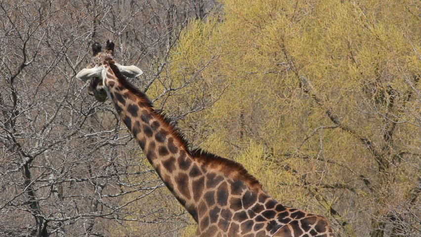 Giraffe 1. A giraffe chewing some food at the Toronto Zoo.