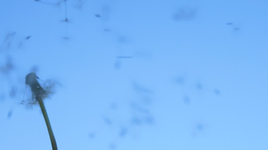 Slow motion dandelion flower seeds blown by wind, flying on blue sky background