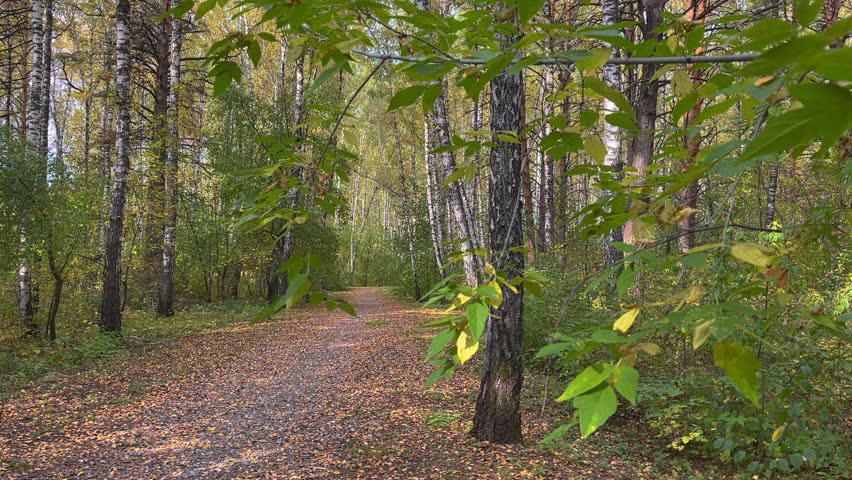 Fallen autumn leaves carpeting gravel pathway among birch and pine trees, creating golden hued landscape with serene woodland scenery during seasonal color transformation. Track in dolly shot