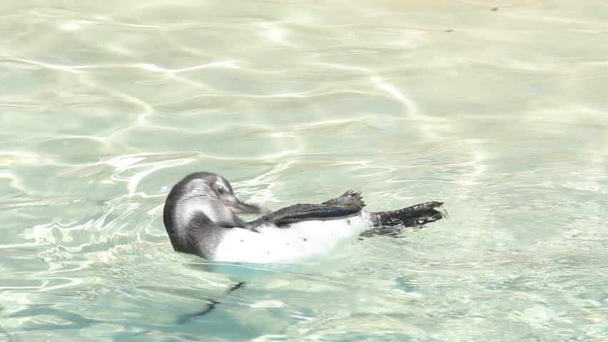 African Penguins 1. An African penguin swimming at the Toronto Zoo.
