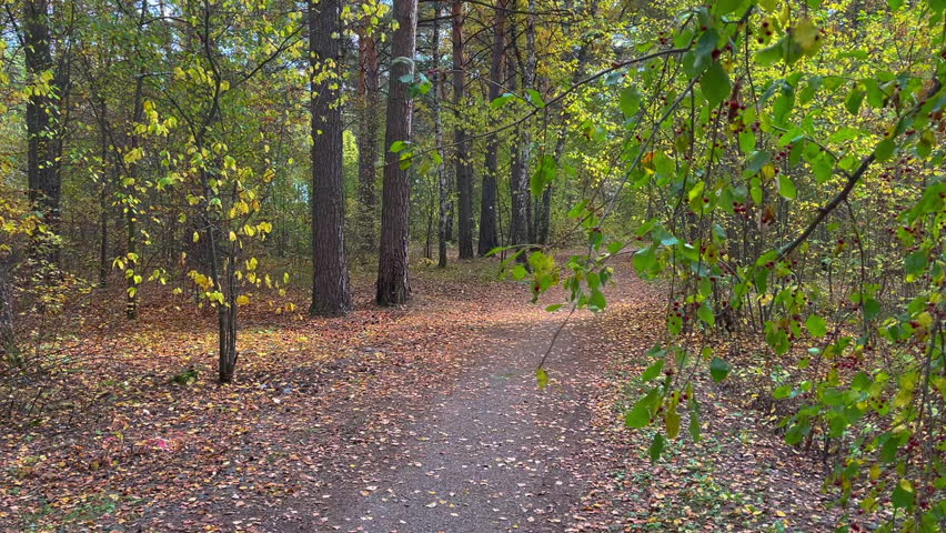 Warm golden sunlight filtering through vibrant autumn foliage, illuminating winding forest path blanketed with fallen leaves in scenic woodland landscape