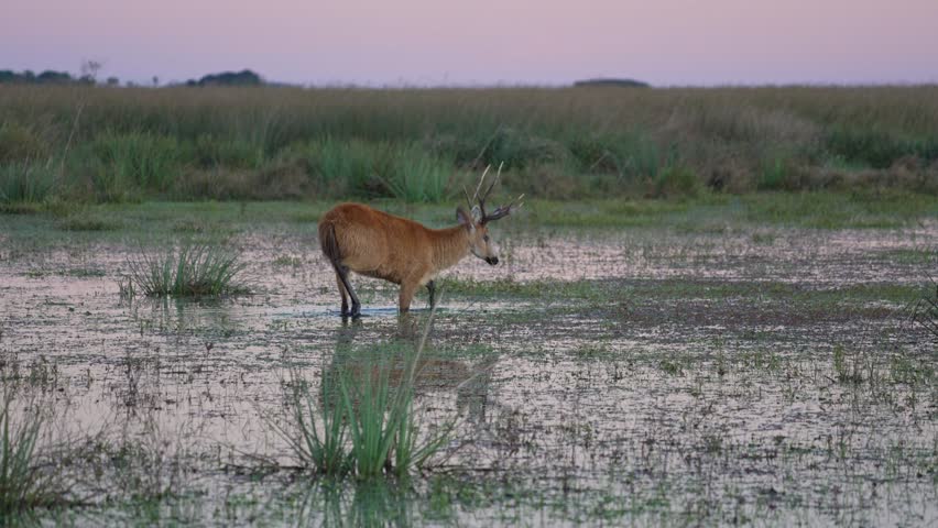 Marsh deer feeds in knee deep water, pulling grass as wetland reflects soft colored sky
