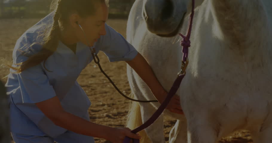 Veterinarian draping stethoscope and examining horse heartbeat in rural paddock for veterinary exam. Equine, animalhealth, rural, outdoor, veterinary, practitioner, wellness