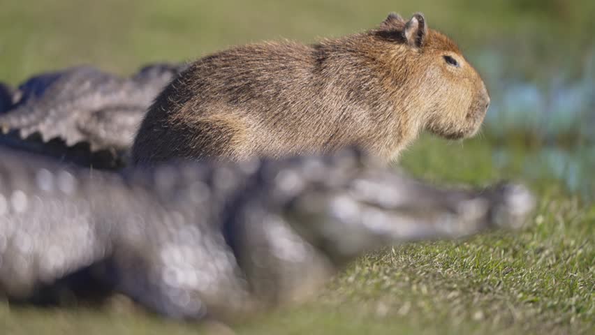 Capybara and caiman in shallow focus, rack focus pulls between species sharing grassy wetland edge on sunny day