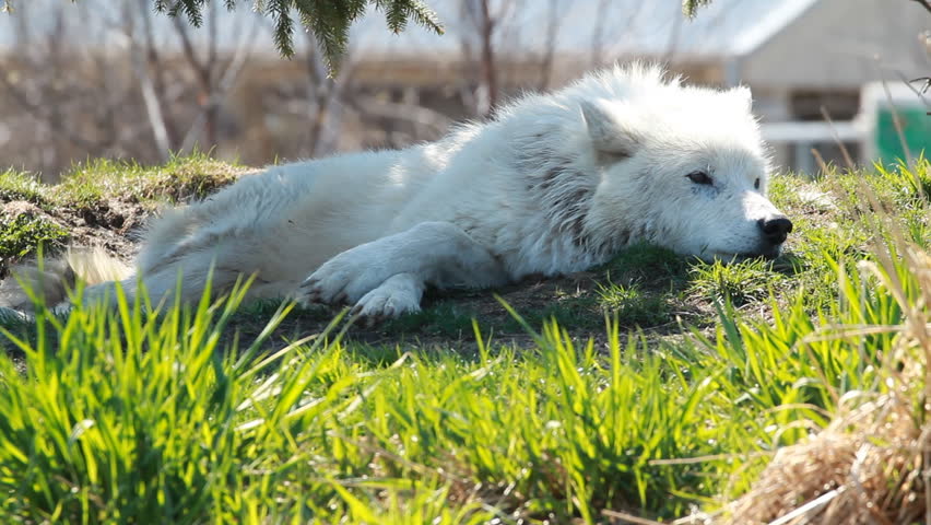 Arctic Wolf 2. An arctic wolf resting under a tree at the Toronto Zoo.