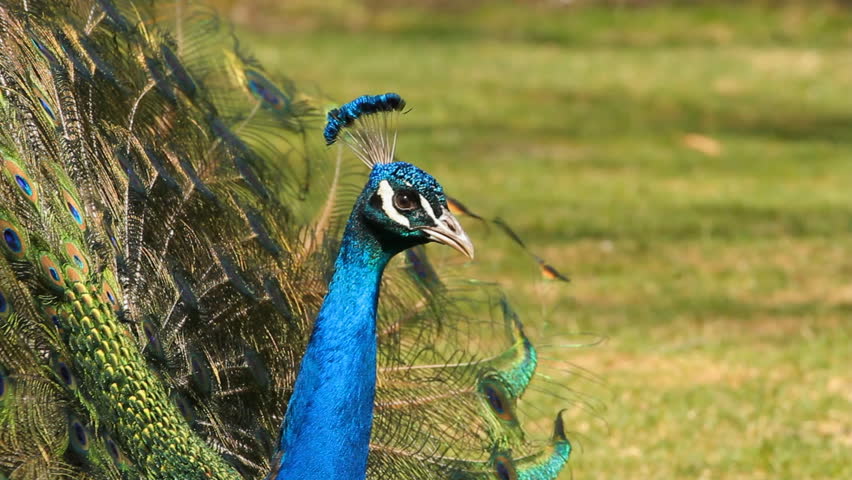 Peacock 2. A male peafowl, peacock, showing off at the Toronto Zoo.