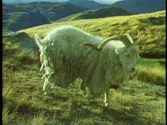 Fjordland National Park, New Zealand, close up of ram