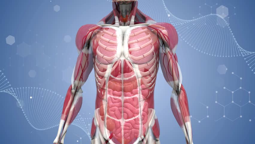 Three-dimensional human body modeling animation