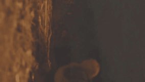 Animation of financial data processing over chicks in straw. Global agriculture, business, connections, computing and data processing concept digitally generated video. - Powered by Shutterstock - Get 15% off with code: PIKWIZARD15