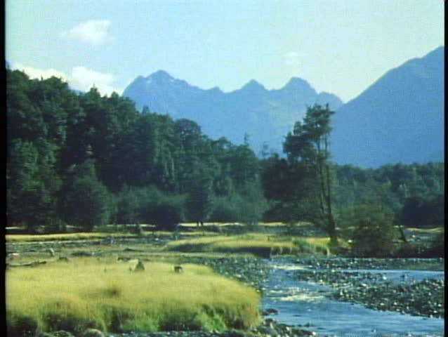 Fjordland National Park, New Zealand, field, snowcapped mountains, backlight